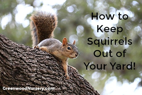 How to keep squirrels out of your garden yard and from doing damage
