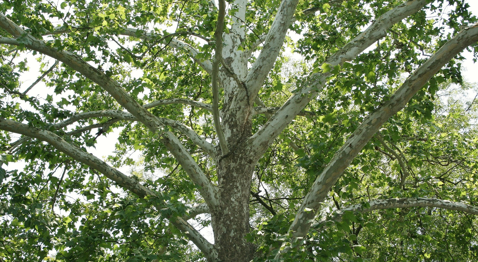 American Sycamore Trees Greenwood Nursery