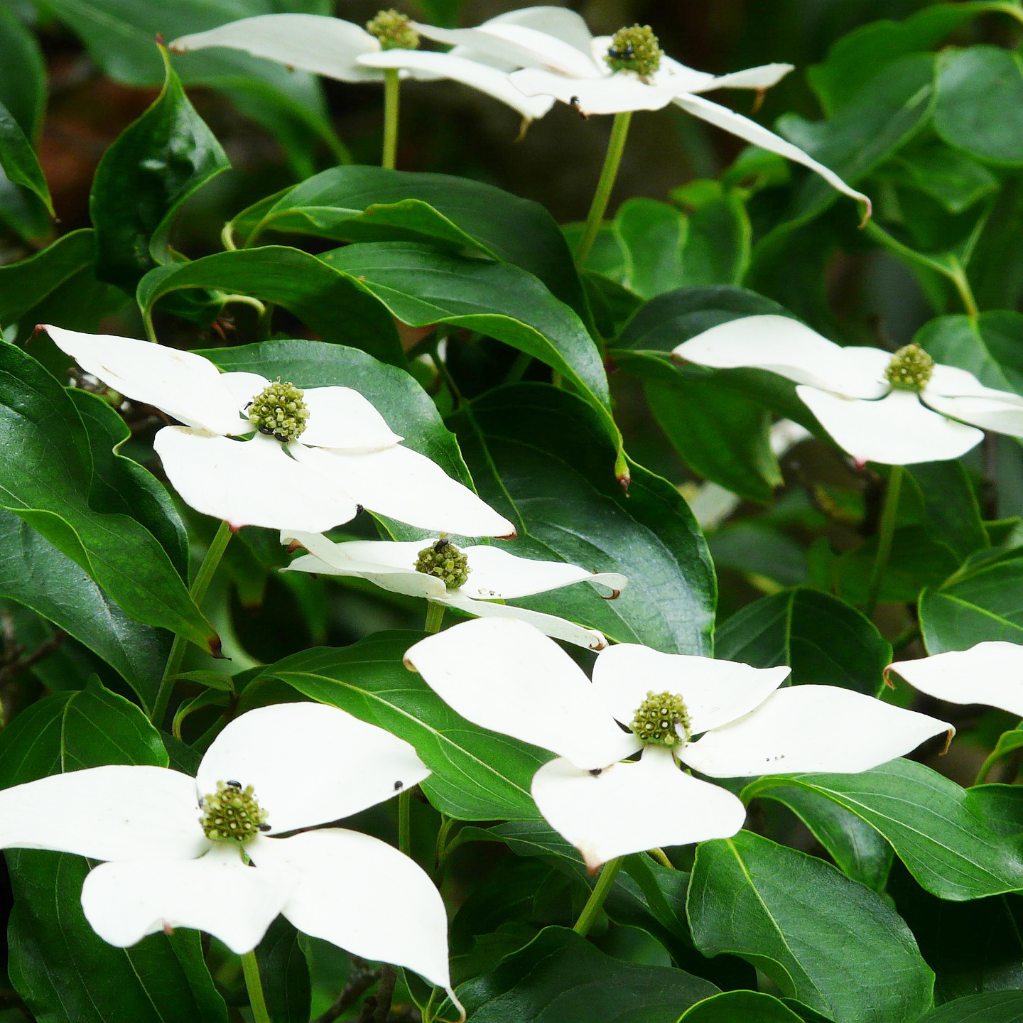 Kousa Dogwood Tree Greenwood Nursery