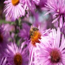 Bee on Pollinator Aster Plant