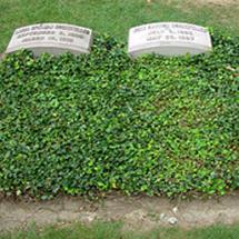 Plants for Grave Sites