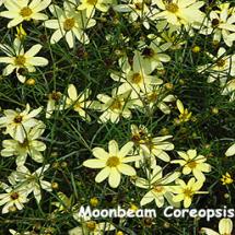 Coreopsis Moonbeam