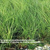 Miscanthus Gracillimus Maiden Grass