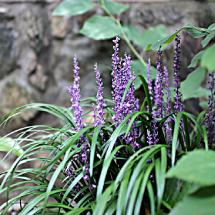 Royal Purple Liriope | Lilyturf