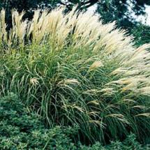 Adagio Miscanthus Maiden Grass