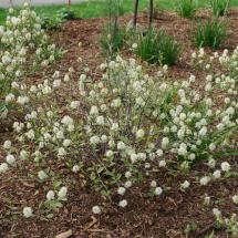 Fothergilla Legends of the Small