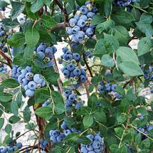 Sweetheart Blueberry Bushes