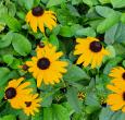 Blackeyed Susan Rudbeckia