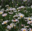 Shasta Daisy Becky