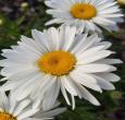 Shasta Daisy Becky