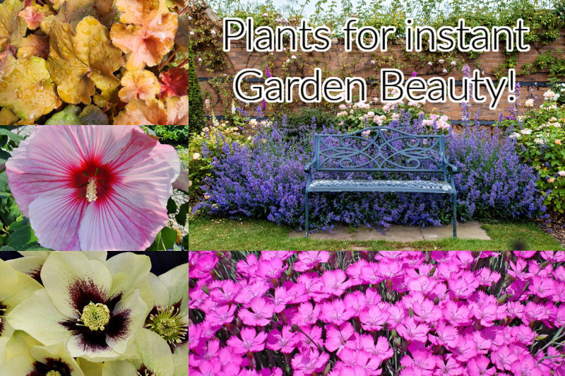 Instant Garden Glory: 6 Perennial Varieties for Fast-Growing Color!