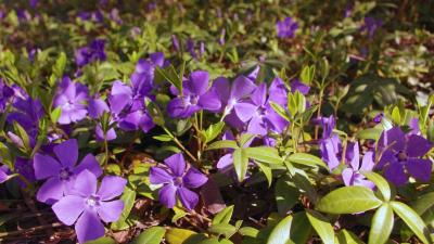 Purple flowers with green leaves on a natural background