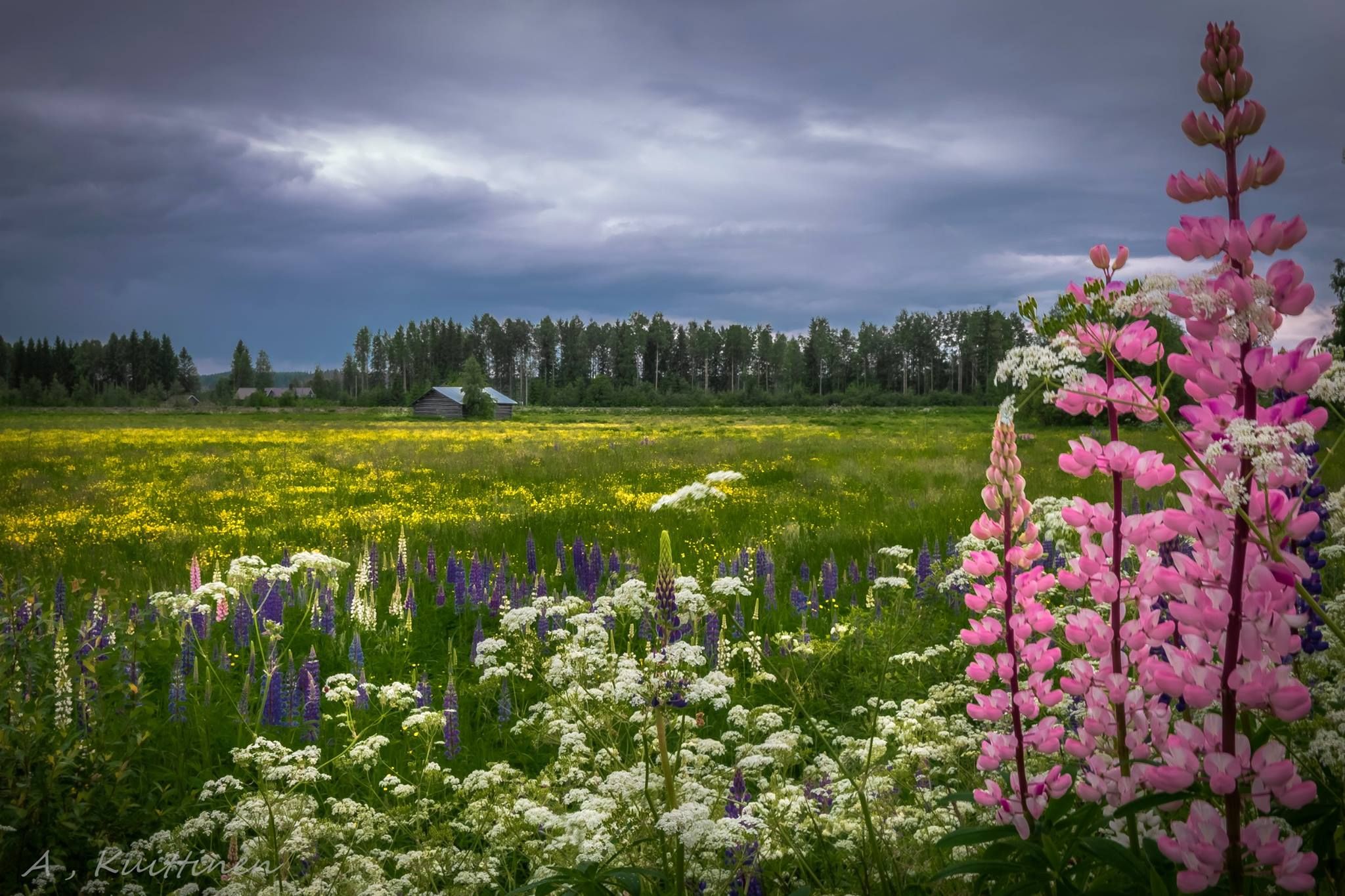 spring meadow with flowers close up