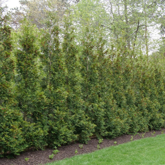 Full Speed A Hedge® 'American Pillar' Arborvitae forming a dense, lush privacy hedge."