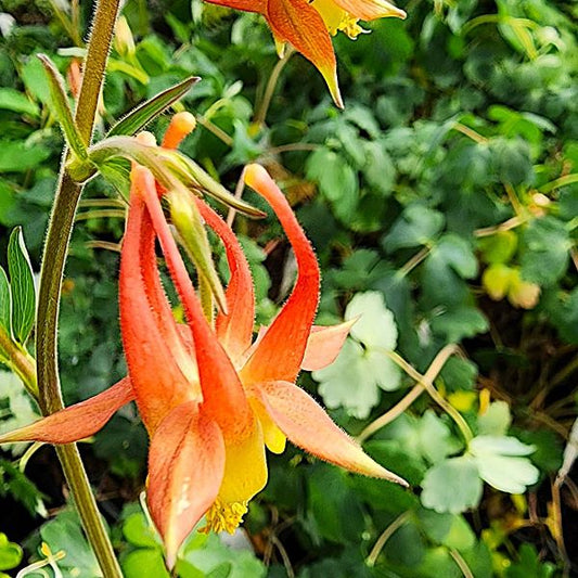 Wild Red Columbine with vibrant red flowers in a garden setting