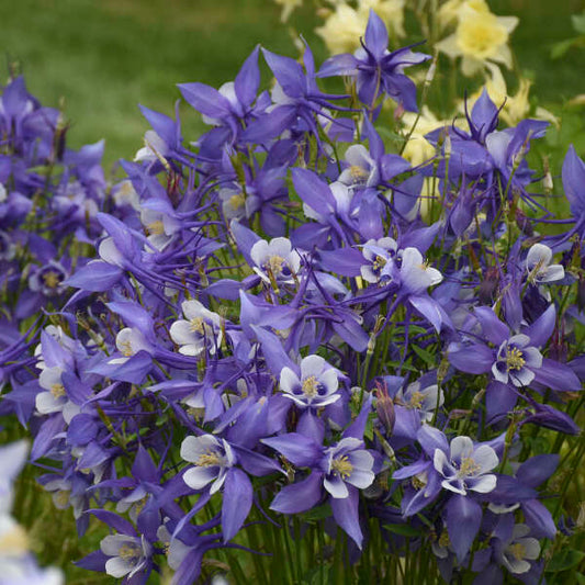 Aquilegia Kirigami™ Deep Blue & White Columbine with large blue and white flowers in full bloom."