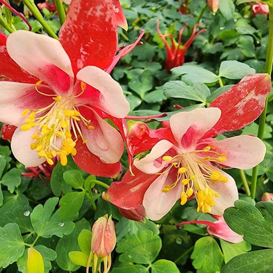 Red & White Columbine Flowers: "Close-up of Aquilegia Kirigami™ Red & White Columbine's vibrant red and white flowers with white centers