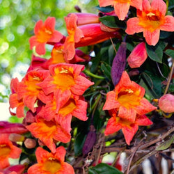 Bignonia Tangerine Beauty on vine