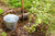 Metal bucket next to a tree planted in the ground with grass and plants around.