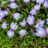 CREEPING_MAZUS_REPTANS blue flowers on green leaves