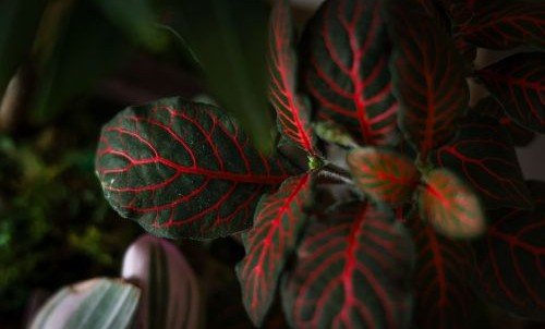 Close-up of a plant with red vein patterns on green leaves.