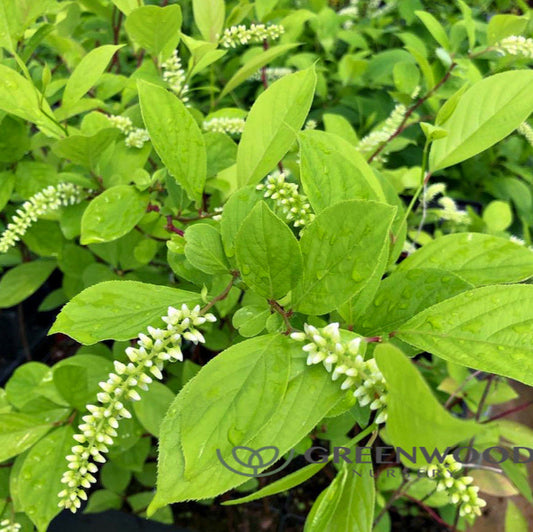 Henry’s Garnet Sweetspire with white flowers in drooping racemes