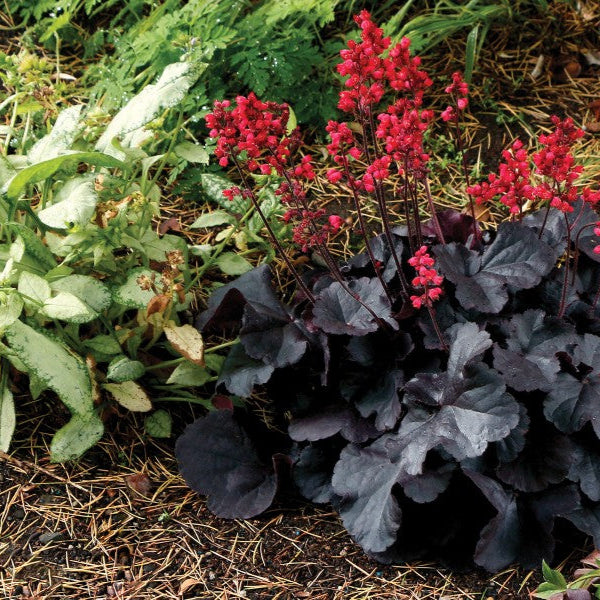 Black Forest Cake Heuchera used as edging along pathways, adding elegance to the garden