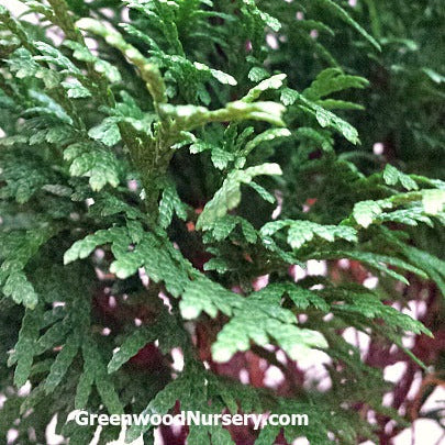 "Holmstrup Arborvitae Evergreen Tree with dark green foliage"