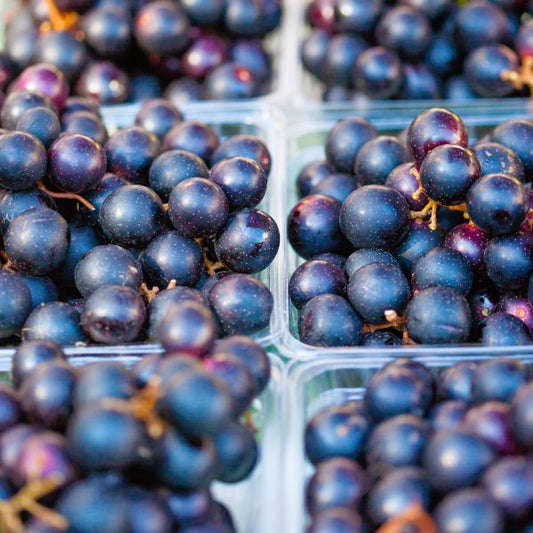 Close-up of a large, dark purple 'Delicious' Muscadine grape, ready for fresh eating
