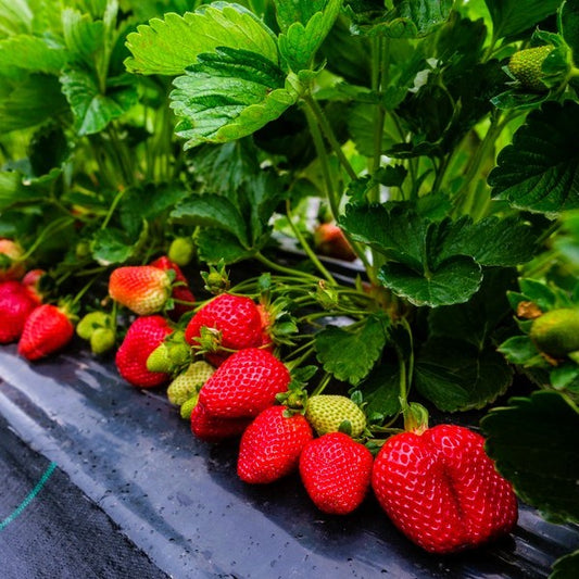 "Ruby June strawberries ripening on a garden mat, showcasing their deep red color and compact growth habit"

If you want to emphasize a particular feature—like their suitability for container gardening or their flavor profile—I can tweak it. Want a few variations to choose from?
