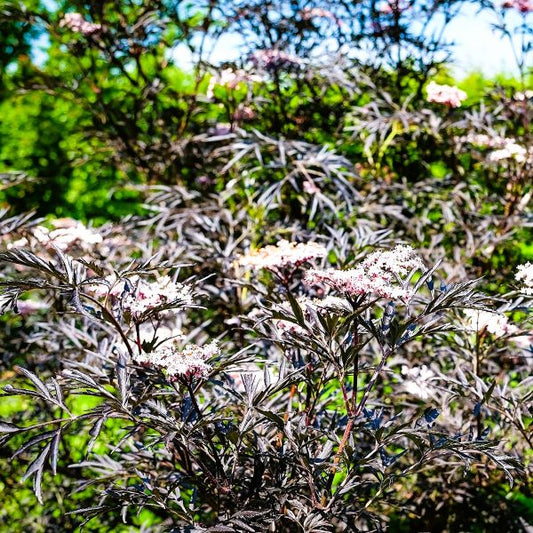 Black Lace Elderberry Shrub with Purple-Black Foliage – Online Nursery"