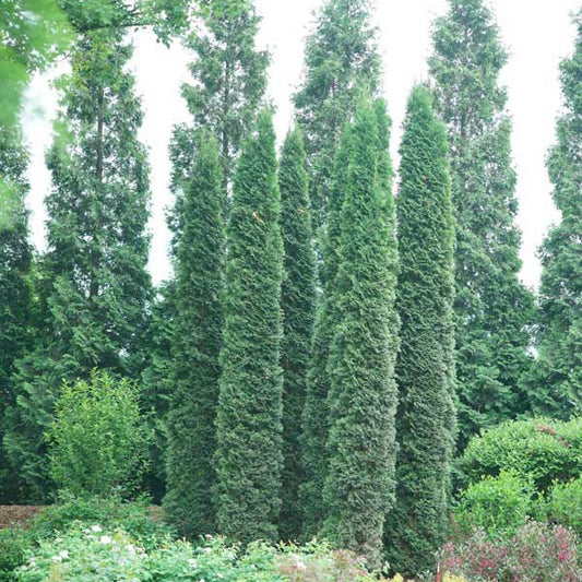 "Full Speed A Hedge® Thin Man® Arborvitae growing tall and lush in a garden setting."