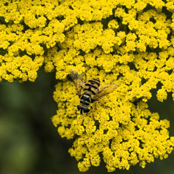 Close-up of Moonshine Yarrow's vibrant yellow flowers with bee