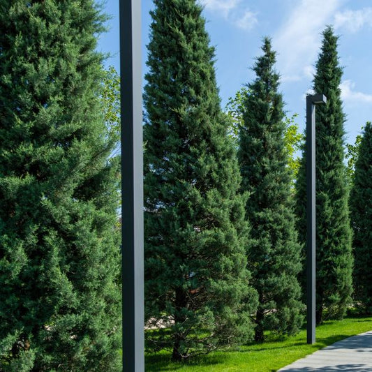 Carolina Sapphire Arizona Cypress with silvery blue-green foliage