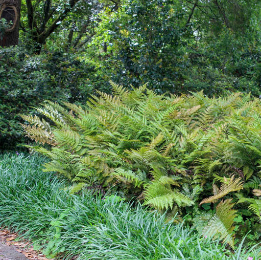 "Eye-Catching Seasonal Ferns for Borders and Rock Gardens"