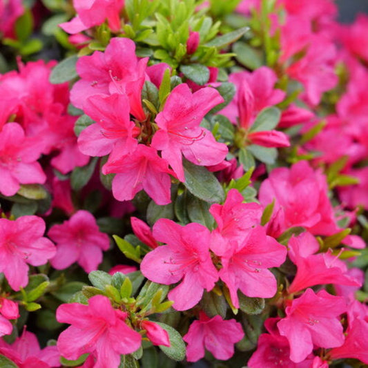 1.	Image of Perfecto Mundo® Fuchsia Carpet Azalea in Bloom: "Perfecto Mundo® Fuchsia Carpet Azalea with vibrant hot pink flowers in full bloom."