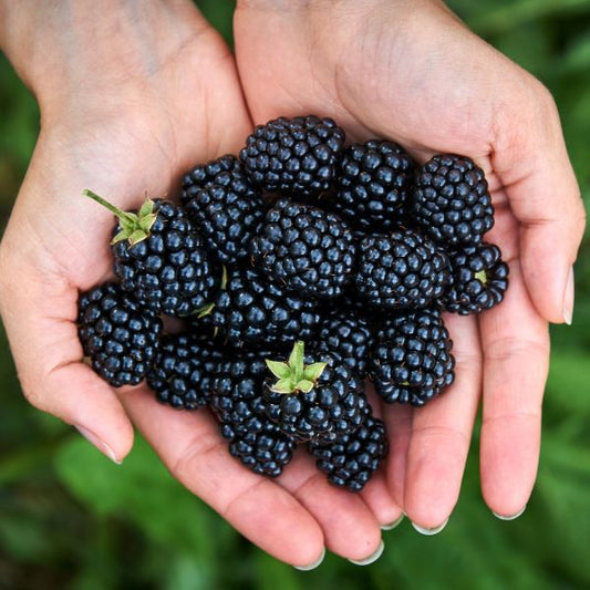 Close-up of Apache Thornless Blackberry's conical glossy black fruits
