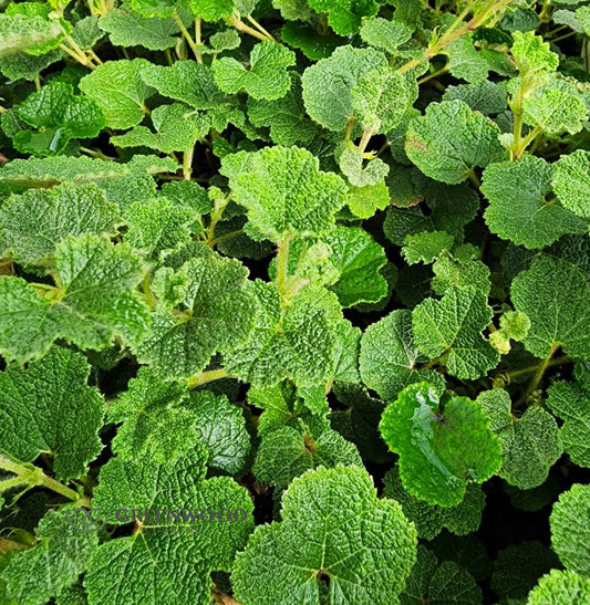 Creeping Rasberry - Pint Pot - 1 Plant