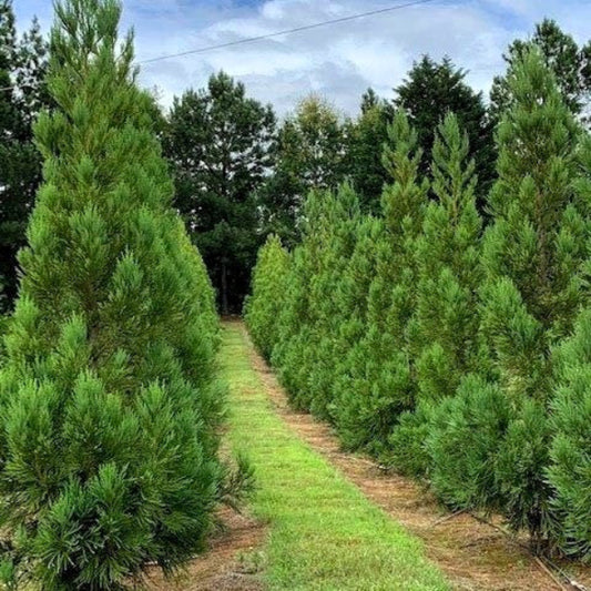 Narrow pyramidal shape of Cryptomeria Yoshino