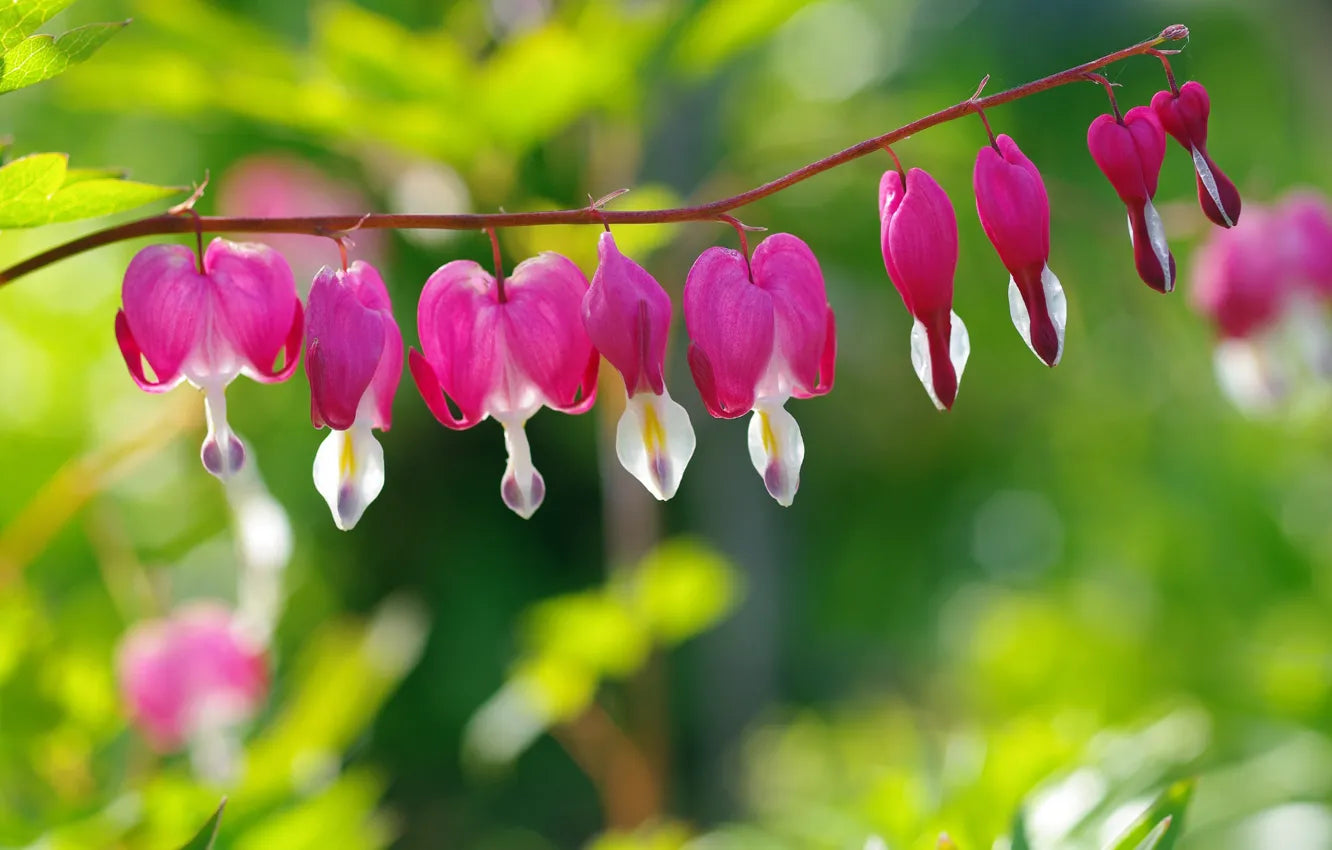 teardrop red flowers on a flower branch