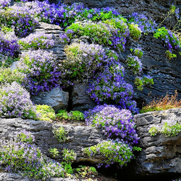 Bright Blue Creeping Phlox Ground Cover for Slopes and Retaining Walls