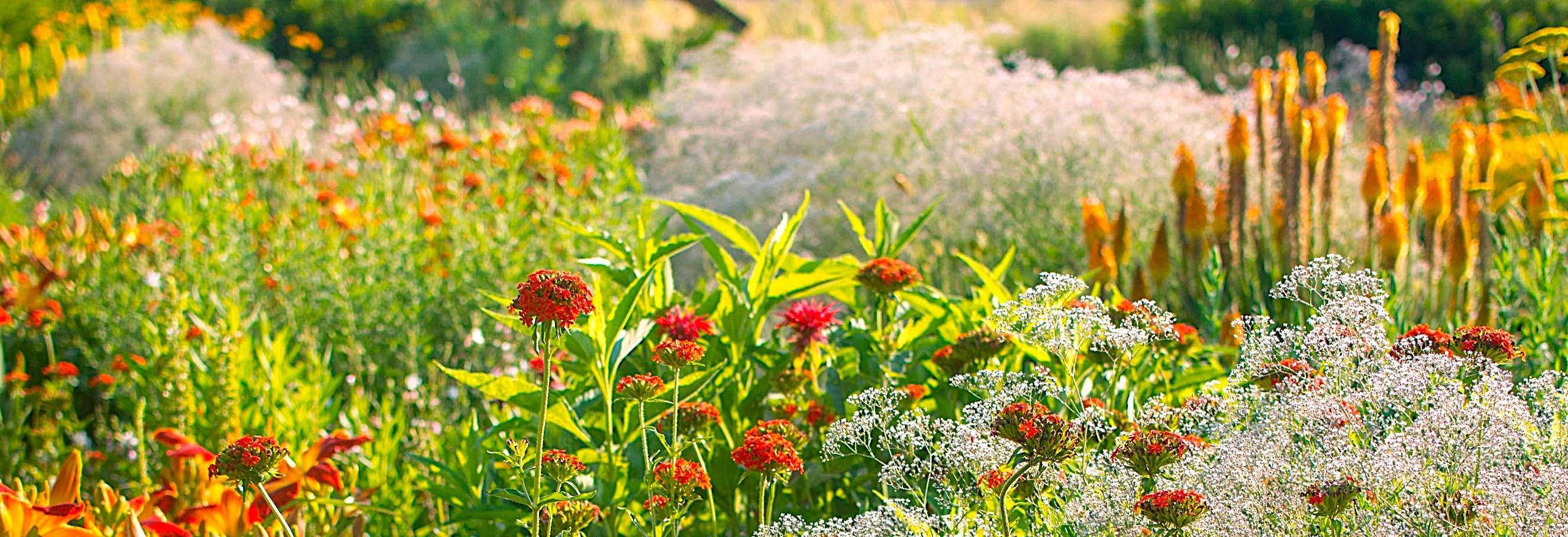 Colorful flower field with a variety of flowers in a natural setting