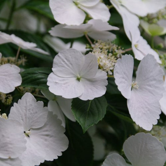 Close-up of Fairytrail Bride® Cascade Hydrangea's delicate white lacey flowers