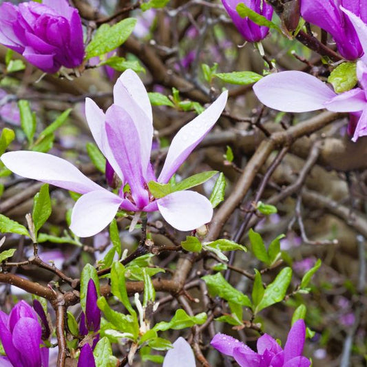 magnolia ann stunning flower