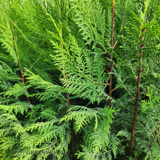 Close-up of Murray Cypress Tree's foliage and strong branches in pots ready to ship