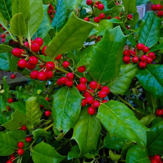 Dense foliage and bright red berries of Nellie Stevens Holly, perfect for privacy fences.