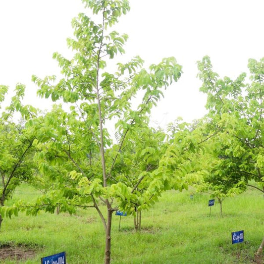 Greenwood Nursery Quart-Potted Pawpaw Trees for Fruit Gardens"