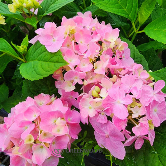 Close-up of Penny Mac Hydrangea's blooms in vibrant colors