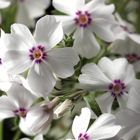 Amazing Grace Creeping Phlox with white blooms and touches of deep wine in a garden