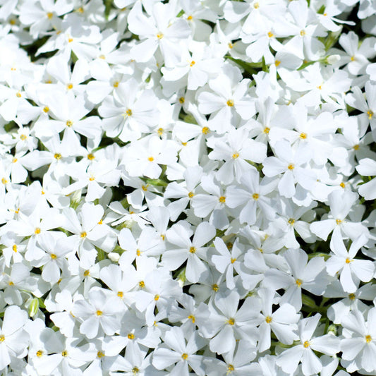 Close-up of White Creeping Phlox's pure white flowers